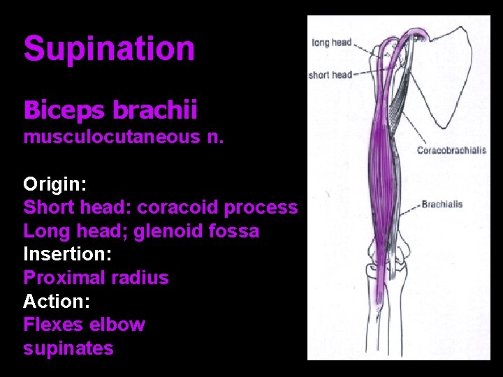 Supination Biceps brachii musculocutaneous n. Origin: Short head: coracoid process Long head; glenoid fossa