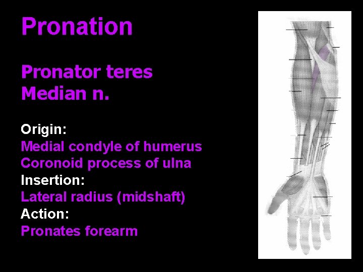 Pronation Pronator teres Median n. Origin: Medial condyle of humerus Coronoid process of ulna