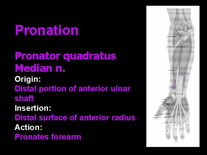 Pronation Pronator quadratus Median n. Origin: Distal portion of anterior ulnar shaft Insertion: Distal