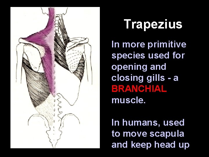 Trapezius In more primitive species used for opening and closing gills - a BRANCHIAL