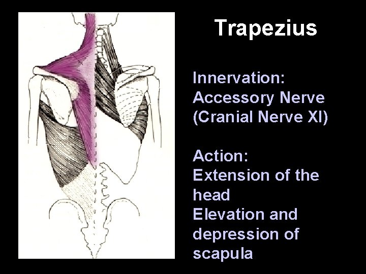 Trapezius Innervation: Accessory Nerve (Cranial Nerve XI) Action: Extension of the head Elevation and