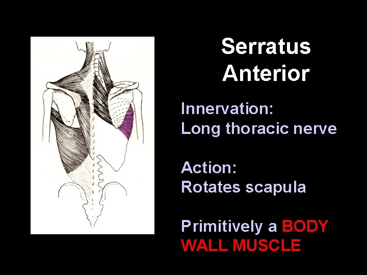Serratus Anterior Innervation: Long thoracic nerve Action: Rotates scapula Primitively a BODY WALL MUSCLE