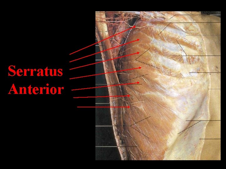 Serratus Anterior 