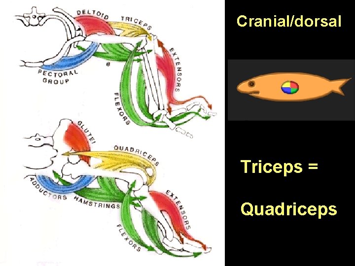 Cranial/dorsal Triceps = Quadriceps 