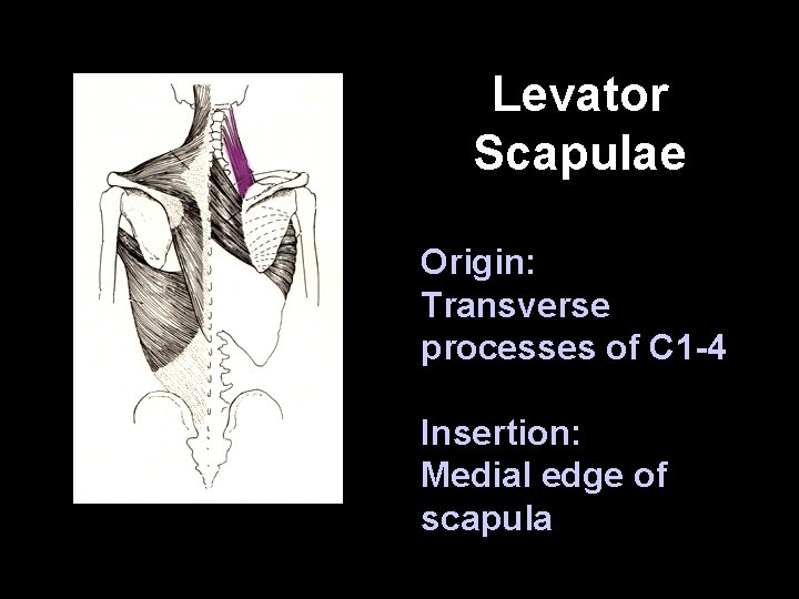 Levator Scapulae Origin: Transverse processes of C 1 -4 Insertion: Medial edge of scapula