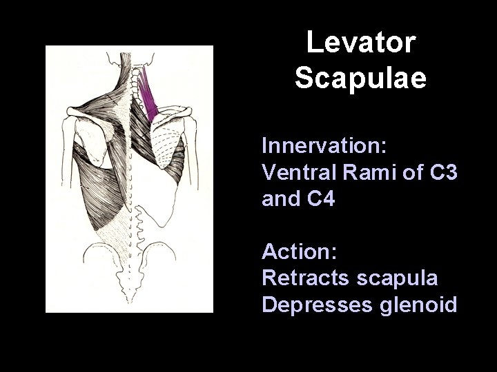Levator Scapulae Innervation: Ventral Rami of C 3 and C 4 Action: Retracts scapula
