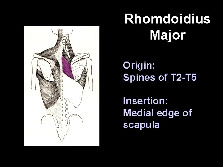 Rhomdoidius Major Origin: Spines of T 2 -T 5 Insertion: Medial edge of scapula