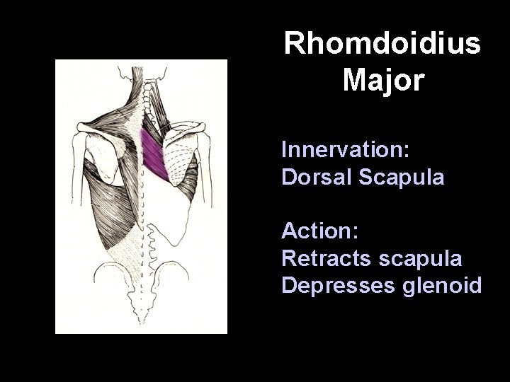 Rhomdoidius Major Innervation: Dorsal Scapula Action: Retracts scapula Depresses glenoid 
