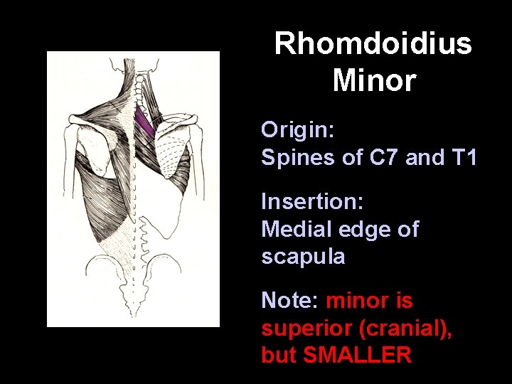 Rhomdoidius Minor Origin: Spines of C 7 and T 1 Insertion: Medial edge of