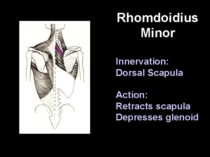 Rhomdoidius Minor Innervation: Dorsal Scapula Action: Retracts scapula Depresses glenoid 