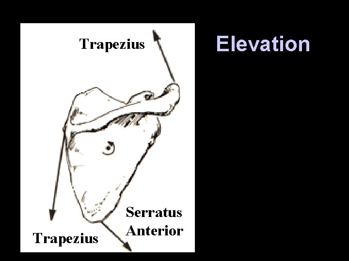 Trapezius Serratus Anterior Elevation 