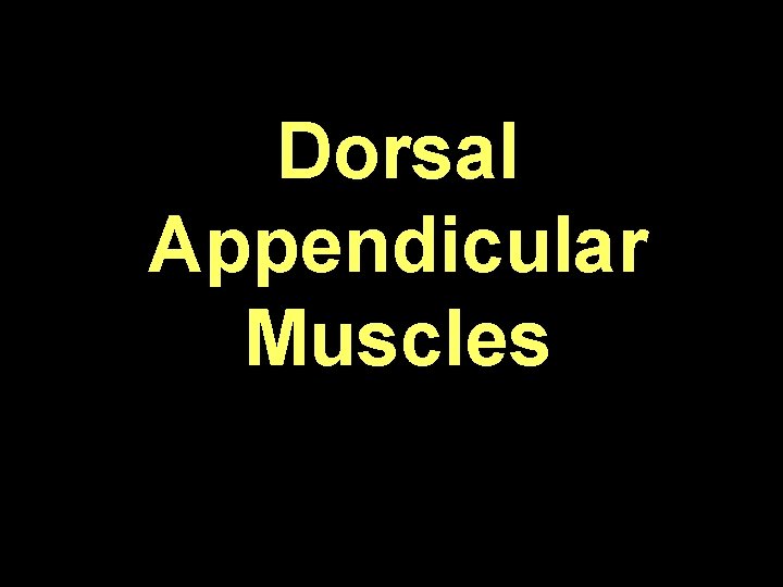 Dorsal Appendicular Muscles 