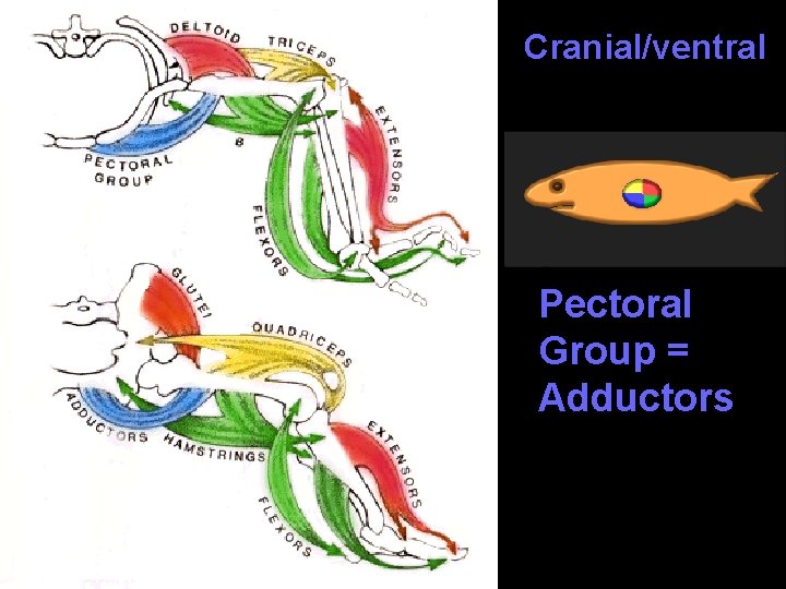 Cranial/ventral Pectoral Group = Adductors 