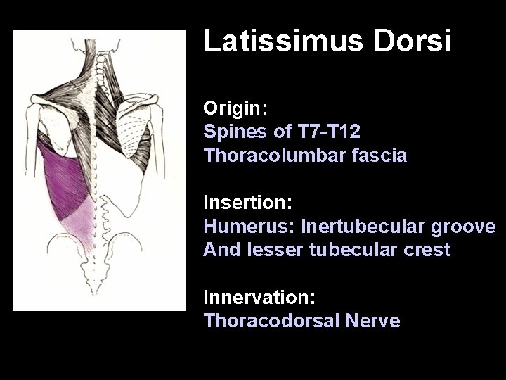 Latissimus Dorsi Origin: Spines of T 7 -T 12 Thoracolumbar fascia Insertion: Humerus: Inertubecular