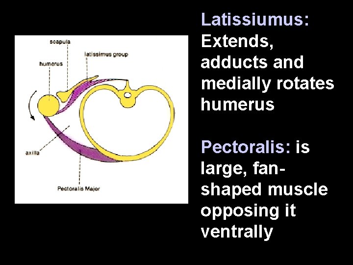 Latissiumus: Extends, adducts and medially rotates humerus Pectoralis: is large, fanshaped muscle opposing it