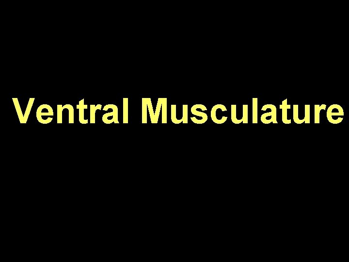 Ventral Musculature 