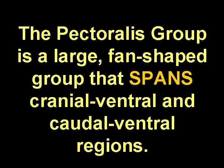 The Pectoralis Group is a large, fan-shaped group that SPANS cranial-ventral and caudal-ventral regions.