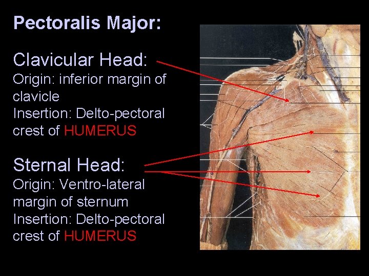 Pectoralis Major: Clavicular Head: Origin: inferior margin of clavicle Insertion: Delto-pectoral crest of HUMERUS