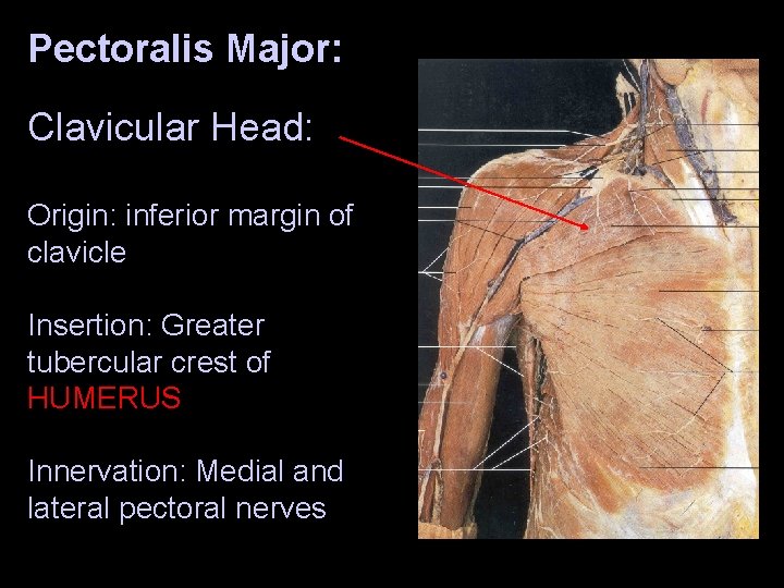 Pectoralis Major: Clavicular Head: Origin: inferior margin of clavicle Insertion: Greater tubercular crest of