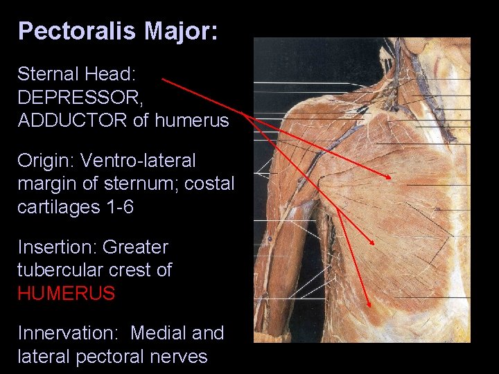 Pectoralis Major: Sternal Head: DEPRESSOR, ADDUCTOR of humerus Origin: Ventro-lateral margin of sternum; costal