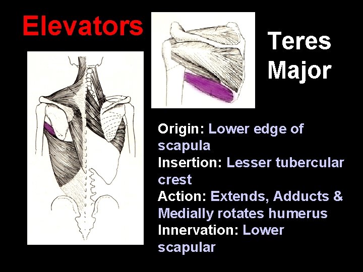 Elevators Teres Major Origin: Lower edge of scapula Insertion: Lesser tubercular crest Action: Extends,
