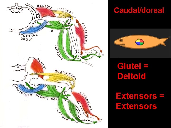 Caudal/dorsal Glutei = Deltoid Extensors = Extensors 