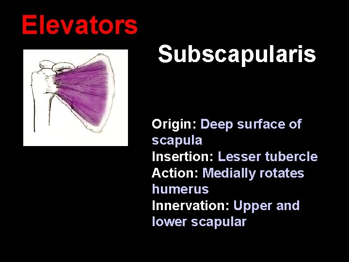 Elevators Subscapularis Origin: Deep surface of scapula Insertion: Lesser tubercle Action: Medially rotates humerus