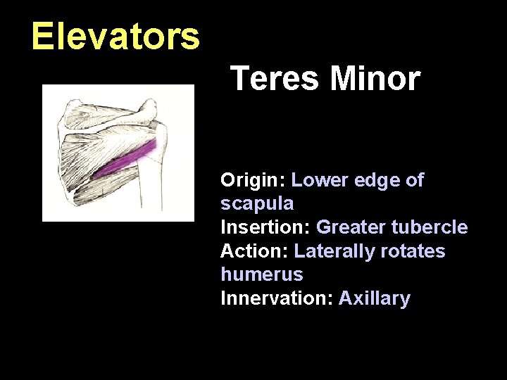 Elevators Teres Minor Origin: Lower edge of scapula Insertion: Greater tubercle Action: Laterally rotates