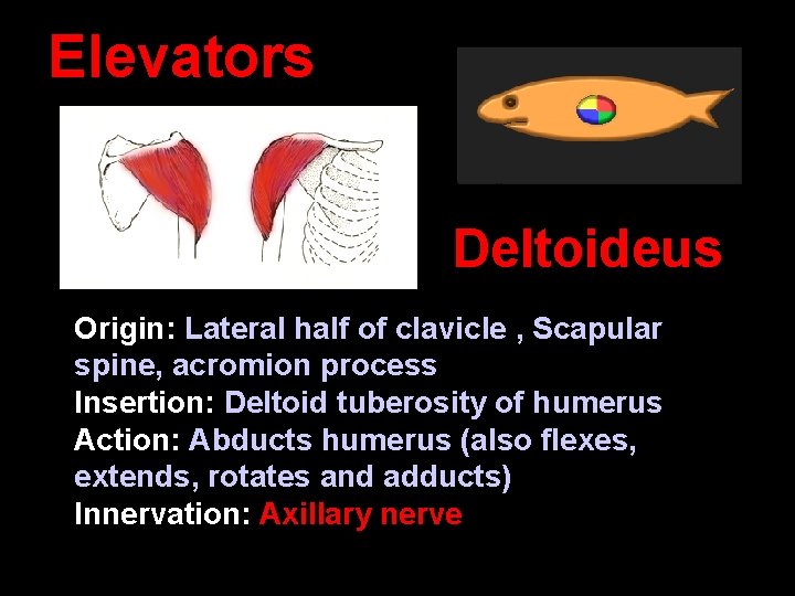 Elevators Deltoideus Origin: Lateral half of clavicle , Scapular spine, acromion process Insertion: Deltoid