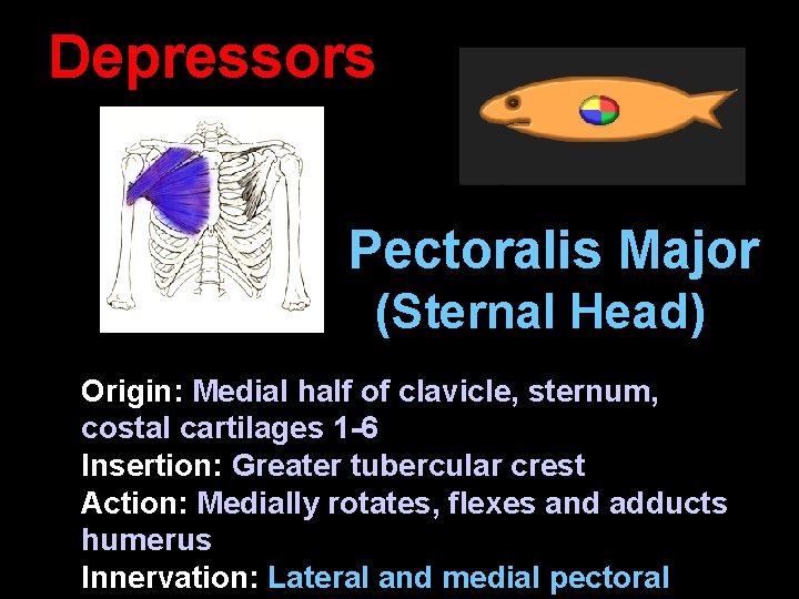 Depressors Pectoralis Major (Sternal Head) Origin: Medial half of clavicle, sternum, costal cartilages 1