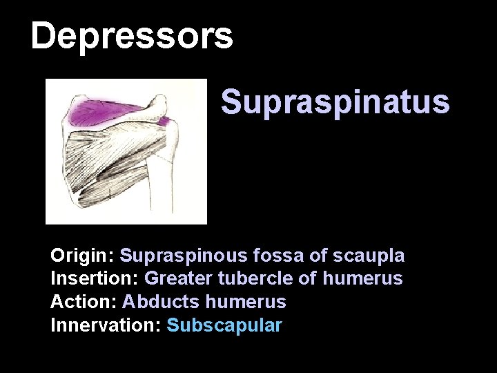 Depressors Supraspinatus Origin: Supraspinous fossa of scaupla Insertion: Greater tubercle of humerus Action: Abducts