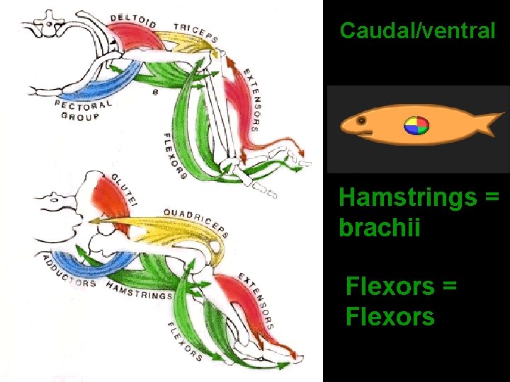 Caudal/ventral Hamstrings = brachii Flexors = Flexors 