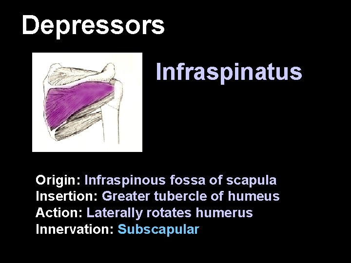 Depressors Infraspinatus Origin: Infraspinous fossa of scapula Insertion: Greater tubercle of humeus Action: Laterally