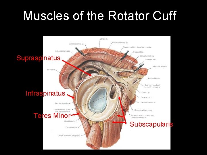 Muscles of the Rotator Cuff Supraspinatus Infraspinatus Teres Minor Subscapularis 