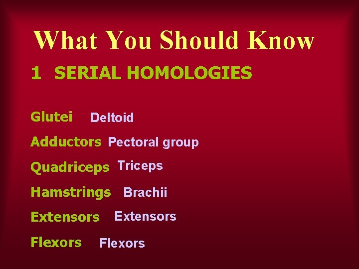 What You Should Know 1 SERIAL HOMOLOGIES Glutei Deltoid Adductors Pectoral group Quadriceps Triceps