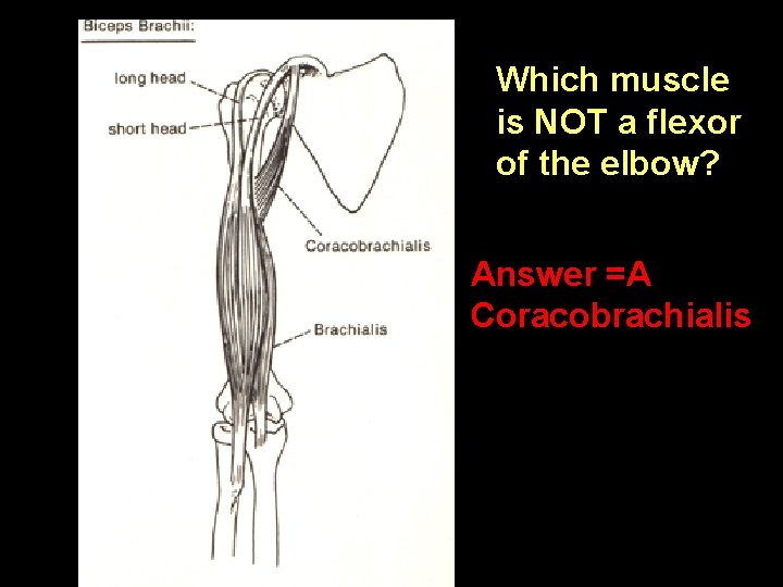 D Which muscle is NOT a flexor of the elbow? C A B Answer