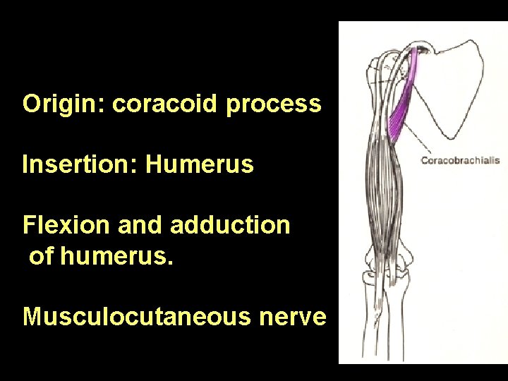 Origin: coracoid process Insertion: Humerus Flexion and adduction of humerus. Musculocutaneous nerve 