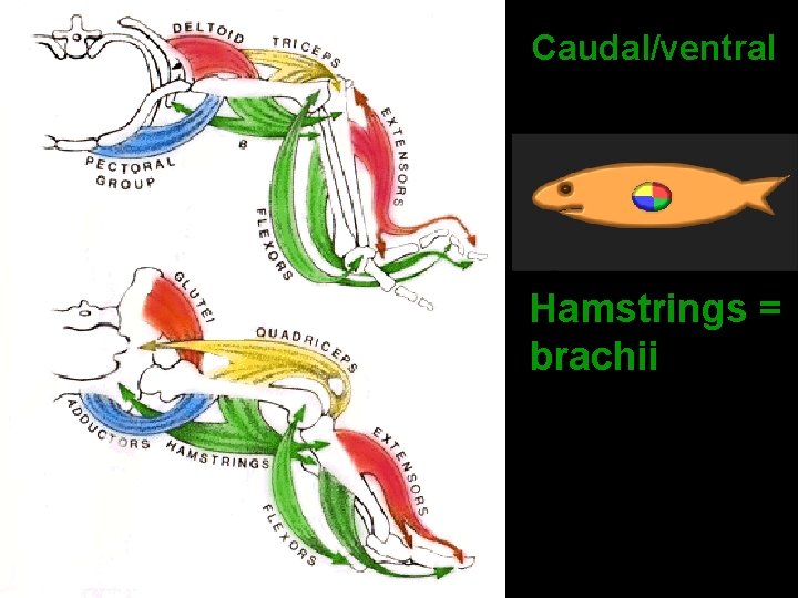 Caudal/ventral Hamstrings = brachii 