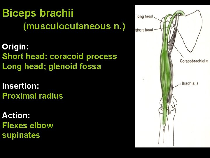 Biceps brachii (musculocutaneous n. ) Origin: Short head: coracoid process Long head; glenoid fossa