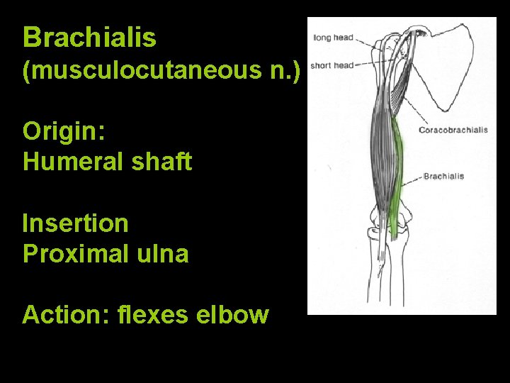 Brachialis (musculocutaneous n. ) Origin: Humeral shaft Insertion Proximal ulna Action: flexes elbow 