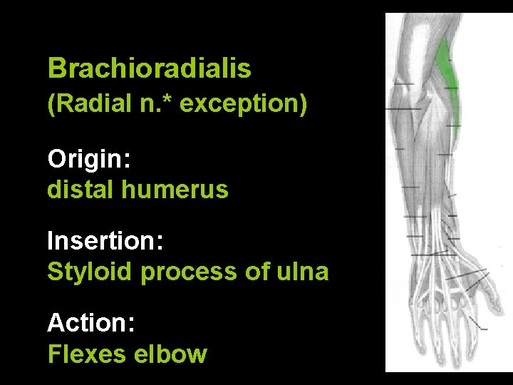 Brachioradialis (Radial n. * exception) Origin: distal humerus Insertion: Styloid process of ulna Action: