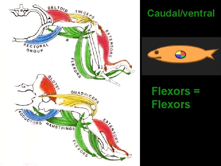 Caudal/ventral Flexors = Flexors 