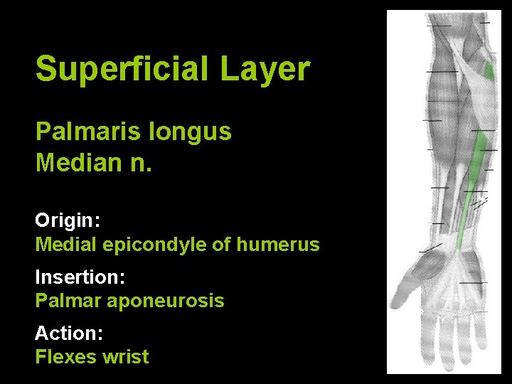 Superficial Layer Palmaris longus Median n. Origin: Medial epicondyle of humerus Insertion: Palmar aponeurosis