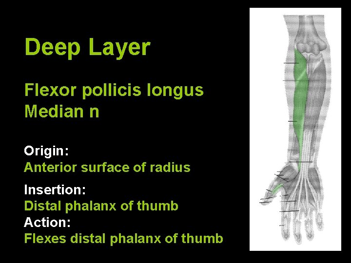 Deep Layer Flexor pollicis longus Median n Origin: Anterior surface of radius Insertion: Distal