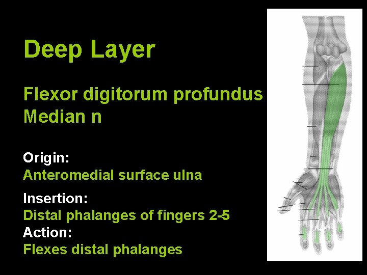 Deep Layer Flexor digitorum profundus Median n Origin: Anteromedial surface ulna Insertion: Distal phalanges