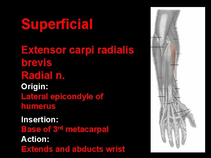 Superficial Extensor carpi radialis brevis Radial n. Origin: Lateral epicondyle of humerus Insertion: Base