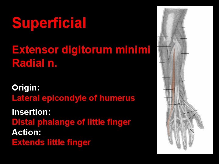 Superficial Extensor digitorum minimi Radial n. Origin: Lateral epicondyle of humerus Insertion: Distal phalange