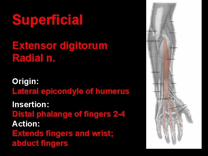 Superficial Extensor digitorum Radial n. Origin: Lateral epicondyle of humerus Insertion: Distal phalange of