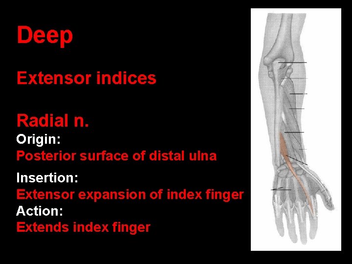 Deep Extensor indices Radial n. Origin: Posterior surface of distal ulna Insertion: Extensor expansion