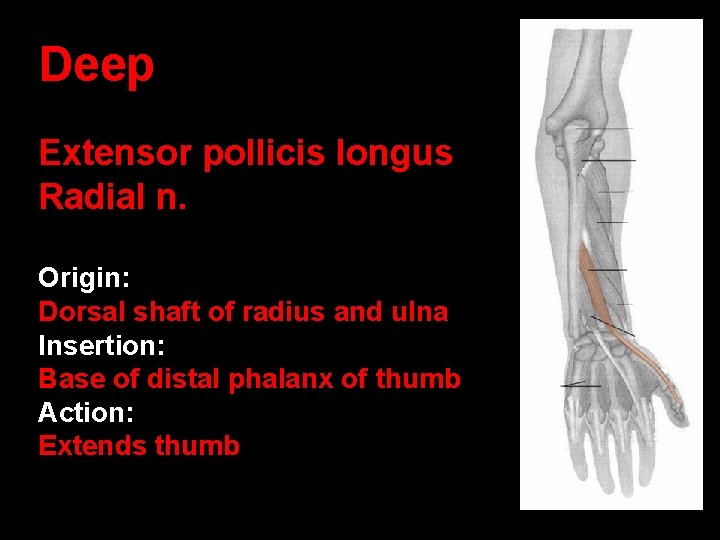 Deep Extensor pollicis longus Radial n. Origin: Dorsal shaft of radius and ulna Insertion: